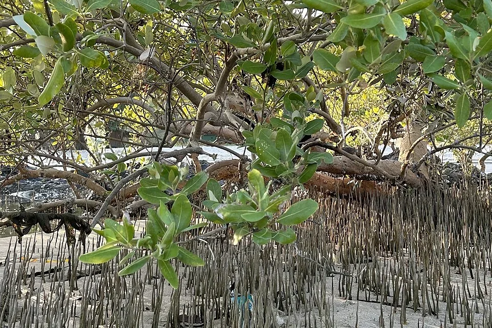 Reforestation And Restoration Of Degraded Mangrove Lands, Sustainable Livelihood And Community Development In Myanmar
