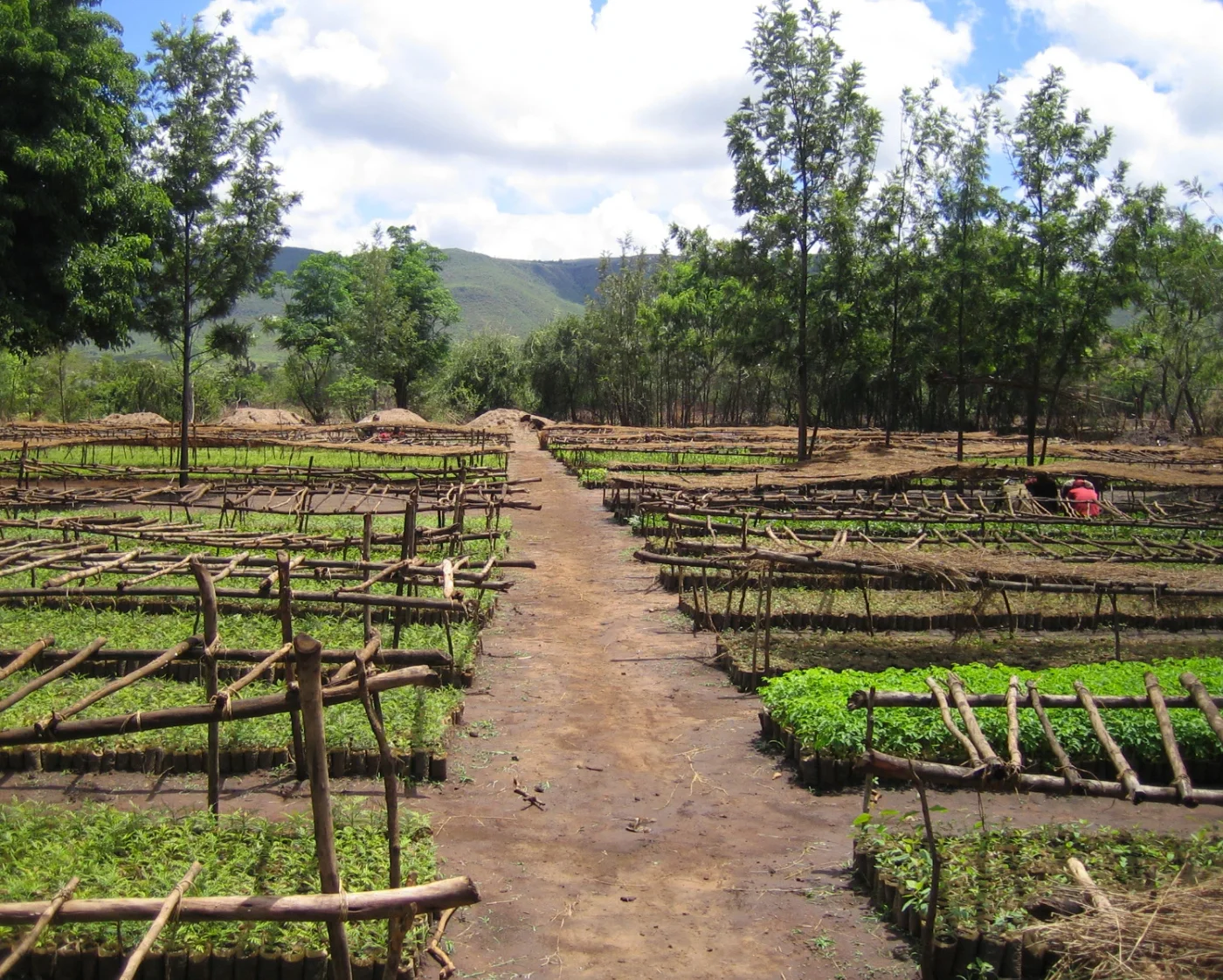 Humbo Ethiopia Assisted Natural Regeneration Project