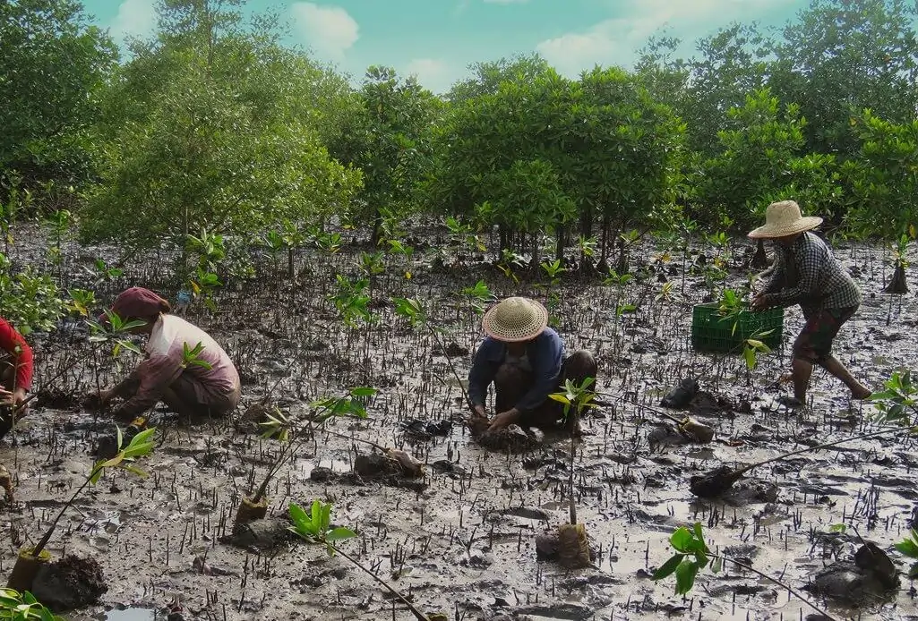 Mangrove restoration project